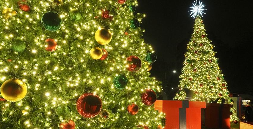 South began a new tradition this year with the lighting of two 32-foot-tall Christmas trees at Student Services Drive and USA South Drive.
